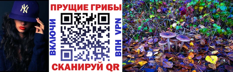 Псилоцибиновые грибы прущие грибы  Саратов 